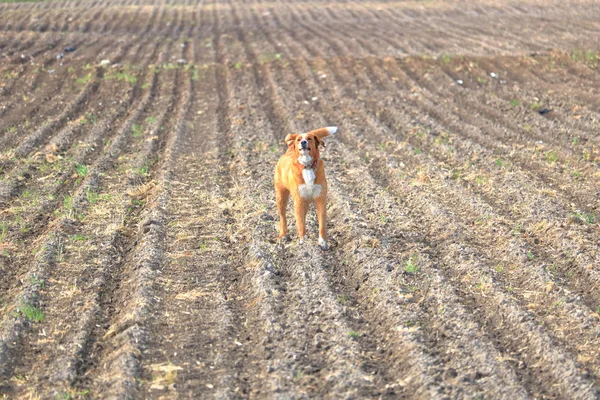 Cane Fattoria Marrone Bianco Guardia Del Suo Territorio Trova Campo — Foto Stock