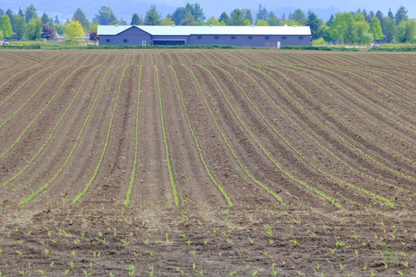 春の間にカナダのフレイザーバレー地域 ブリティッシュコロンビア州の新しく植えられたトウモロコシ畑の長い まっすぐな列 — ストック写真