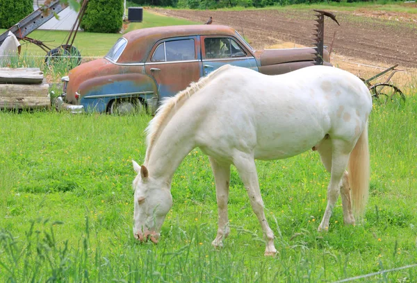 Vista Perfil Semental Blanco Parado Pasto Con Coche Antiguo Clásico — Foto de Stock