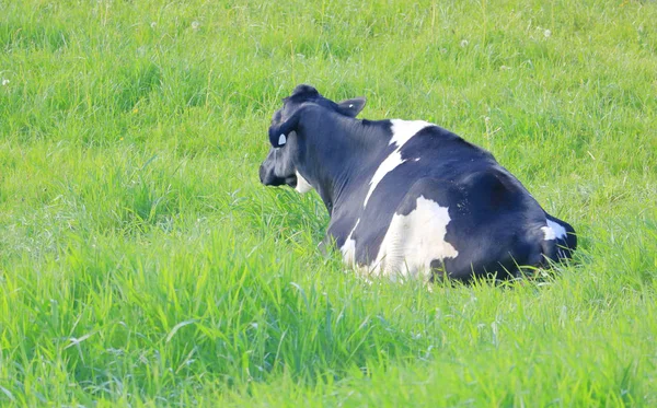 在初夏的夏日 在郁郁葱葱的绿色牧场上 一头黑白相间的Hereford奶牛的近距离 全身景观 — 图库照片