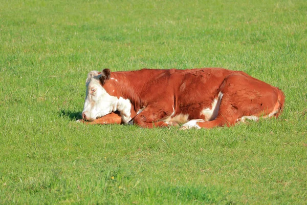 Uykulu Kırmızı Beyaz Holstein Süt Ineğinin Yakın Izole Görünümü Merada — Stok fotoğraf