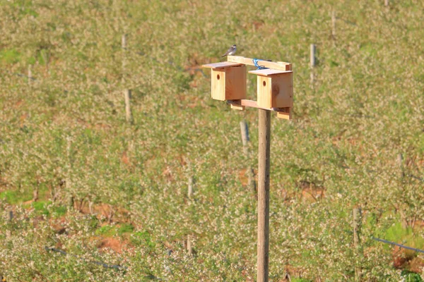 小さな木製の鳥の巣は ツバメが農薬の使用を避ける有害な昆虫を排除できるように ベリー農場に建てられ 置かれました — ストック写真