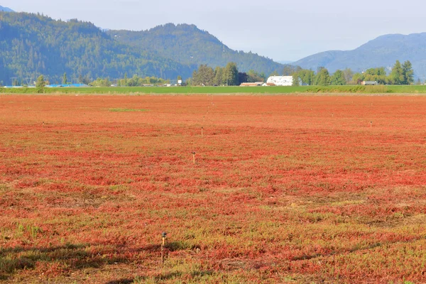 Sebuah Ladang Cranberry Yang Matang Selama Akhir Musim Semi Sebelum — Stok Foto