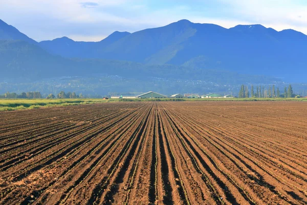 Fertilizado Sembrado Una Amplia Vista Abierta Del Maíz Rompiendo Través —  Fotos de Stock