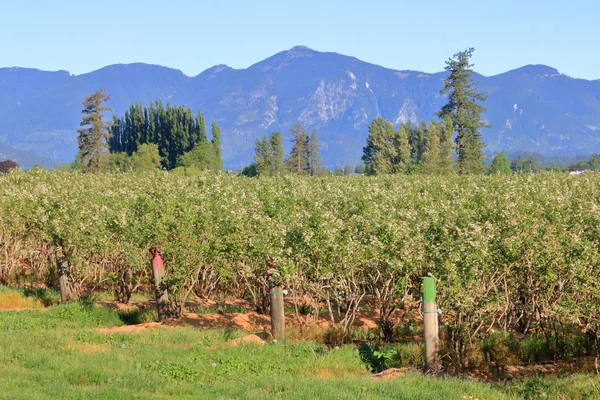 在春天的几个月里 在郁郁葱葱的山谷中 可欣赏到数英亩的蓝莓灌木丛 — 图库照片