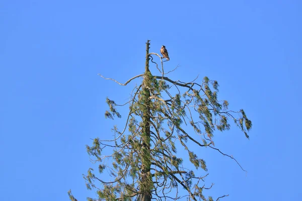 鷹は古い杉の木の上に高く置かれ 狩猟地域の鳥の目を見ることができます — ストック写真