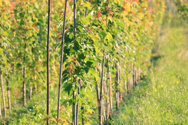 Support Extérieur Pour Vignes Composé Poteaux Bambou Longs Minces — Photo