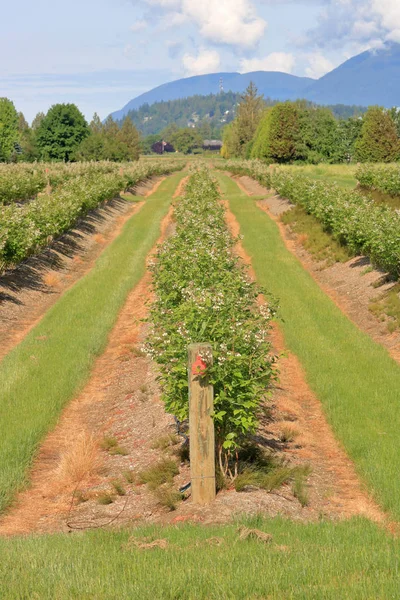 Vista Verticale Raccolto Mirtilli Durante Stagione Dei Fiori Primaverili Lavoro — Foto Stock