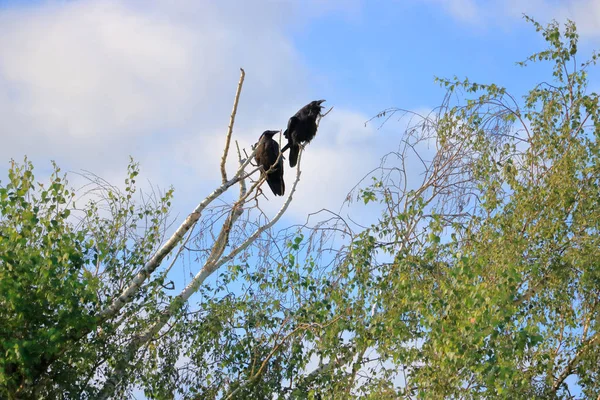 惊慌失措 一只黑鸟叫出来 因为他的队友坐在他身旁的一棵光秃秃的树枝上 — 图库照片