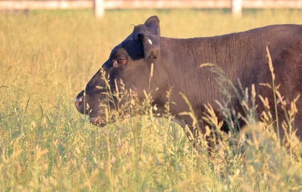 Close Profile View Red Poll Cow Grazing Meadow Providing Both — Stock Photo, Image