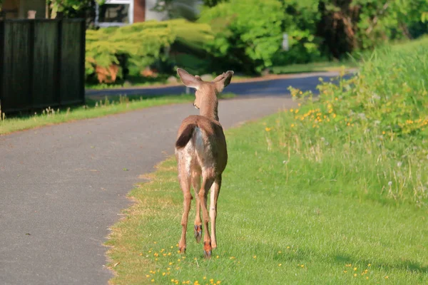 一个年轻的黑尾鹿 已经漫步在公共城市路径的完全反向视图 — 图库照片