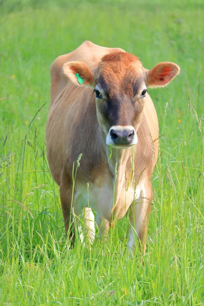 Visão Vertical Completa Frente Uma Jovem Vaca Jersey Grama Alta — Fotografia de Stock