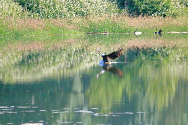 タロンが水面の滑らかな反射面に触れるように 魚のためのアメリカン ボールド イーグルの狩猟の広い眺め — ストック写真