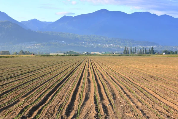 谷の農地の広い眺めと成功裏に種付けされた早生トウモロコシの長い細い列 — ストック写真