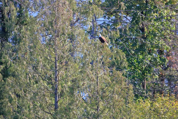 Дорослий Американський Лисий Орел Густо Treed Лісу Літні Місяці — стокове фото