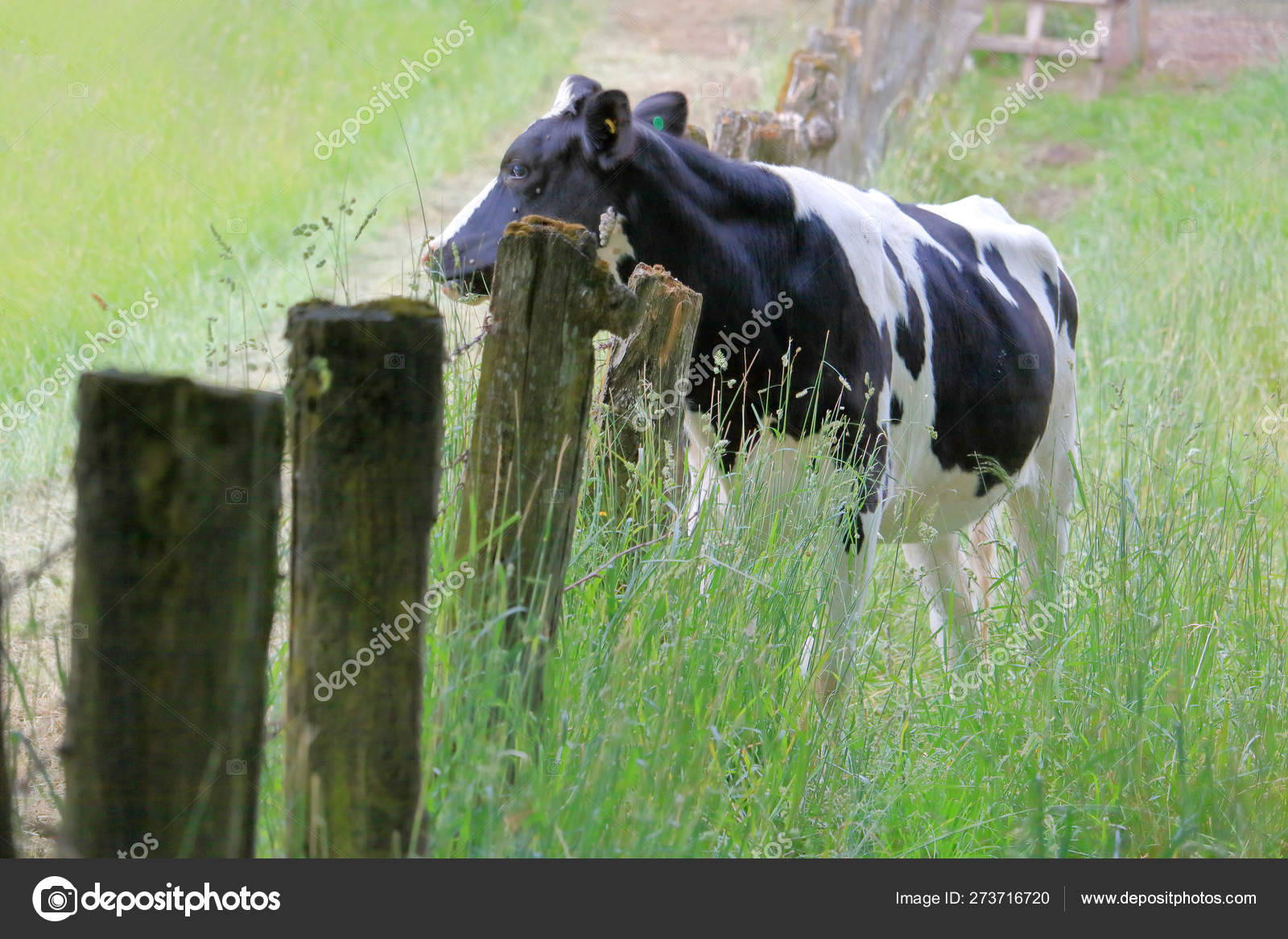 Ung Fra Hereford Står Engen Kikker Gammelt Tregjerde Lurer Gresset –  stockfoto © modfos #273716720, image size:1600x1166