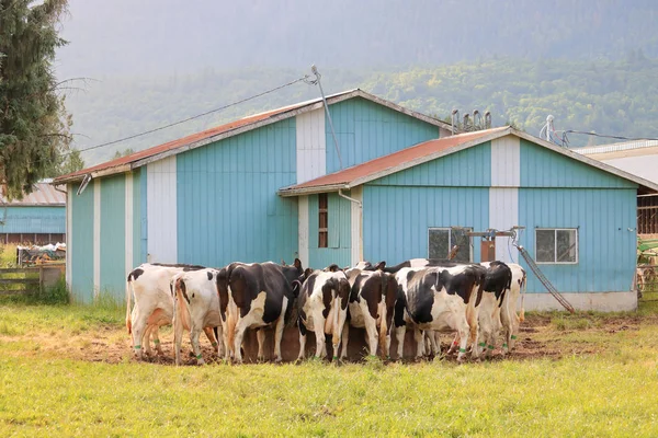 Hereford Vacas Leiteiras Reúnem Torno Uma Calha Alimentação Redonda Que — Fotografia de Stock