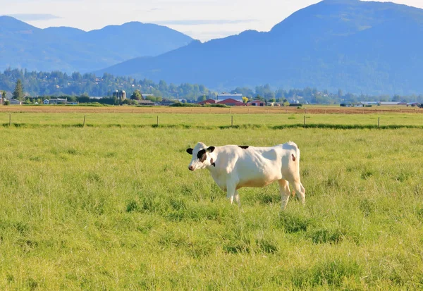 Uma Bela Vaca Leiteira Hereford Preto Branco Meio Exuberante Vale — Fotografia de Stock