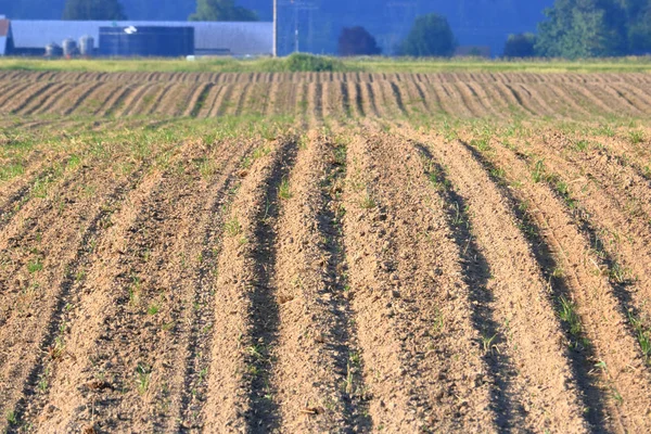 Vista Ravvicinata Dei Terreni Agricoli Arrotolati Che Sono Stati Arati — Foto Stock