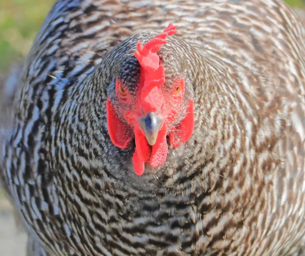 Close Front Kilátás Fej Törzs Speckled Sussex Csirke Hogy Meghatározza — Stock Fotó
