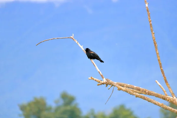 Full Profile View Left Side Adult Red Wing Blackbird Perched — Stock Photo, Image