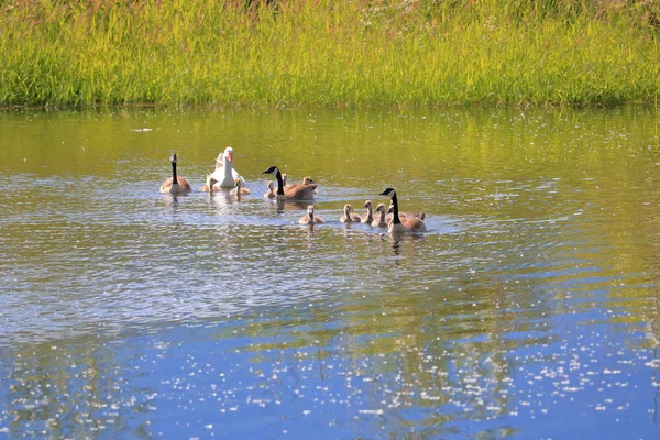 一只雄性成年雪鹅与一只雌性加拿大鹅交配的罕见景象 它们与另一个家庭共用一个池塘 与小鹿 — 图库照片