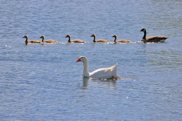 Raro Avistamento Adulto Macho Snow Goose Que Acasalou Com Uma — Fotografia de Stock