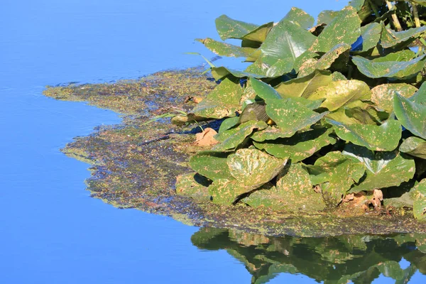 Lily pads on a local pond with yellow and rust colored spots show signs of fungal bacteria.