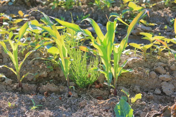 Vista Alto Angolo Crescita Del Ragweed Tra Brodo Mais Fresco — Foto Stock