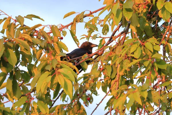 Профіль Blackbird Сидячи Холлі Дерево Яке Було Популярне Місце Дикої — стокове фото