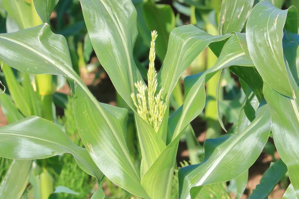 Detailní Pohled Kukuřičný Klasy Semena Vznikající Vrcholu Koruny — Stock fotografie