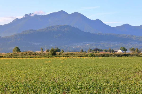 Wide View Fresh Sweet Corn Agricultural Landscape Found British Columbia — 스톡 사진