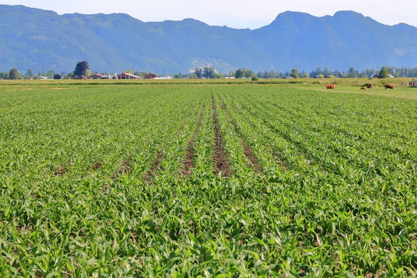 Wide Open View Maturing Corn Field Farm Buildings Mountains Dairy — Stock Photo, Image