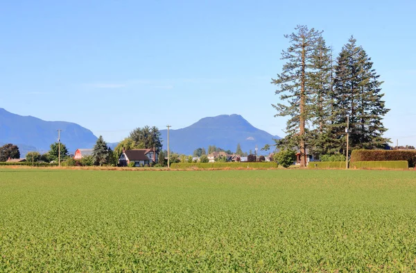 カナダ西海岸沿いのブリティッシュ コロンビア州のフレイザー バレー地区にある農家の建物がある成熟したトウモロコシ畑の広いオープンビュー — ストック写真