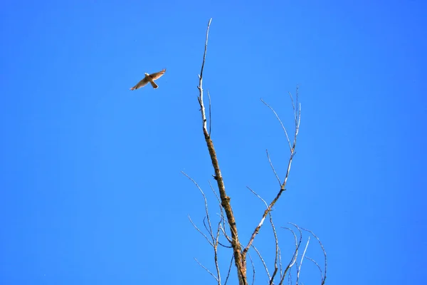 Adult Falcon Soars Dead Tree Set Blue Cloudless Sky — Stock Photo, Image