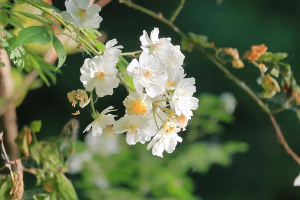 アネモンまたは風の花の近く 詳細なビュー 湿った湿地と荒野で見つかった野生の多年生植物 — ストック写真