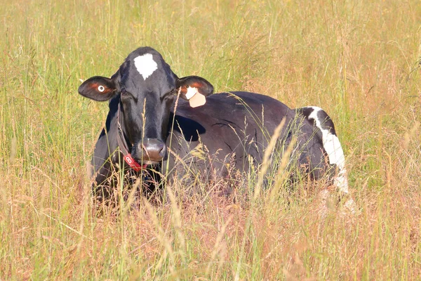 Egy Felnőtt Holstein Fríz Tejelő Tehén Egy Meleg Kényelmes Helyet — Stock Fotó