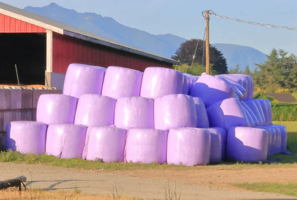 Traditional White Hay Bales Has Been Replaced Hay Packaged Purple — Stock Photo, Image