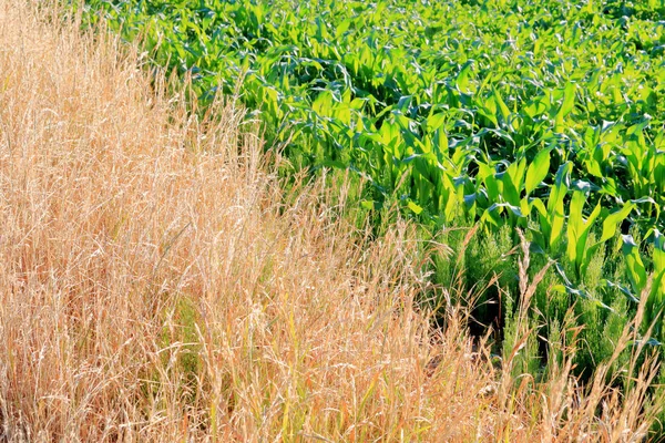 Закрыть Вид Край Кукурузного Поля Дикую Траву Растущую Границе — стоковое фото