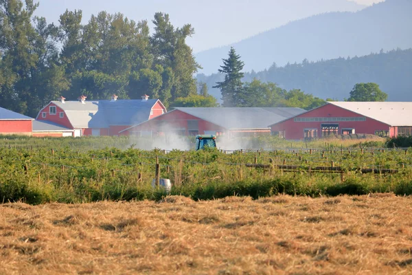 Una Nube Pesticidas Llena Aire Mientras Pequeño Tractor Dispersa Tratamiento —  Fotos de Stock