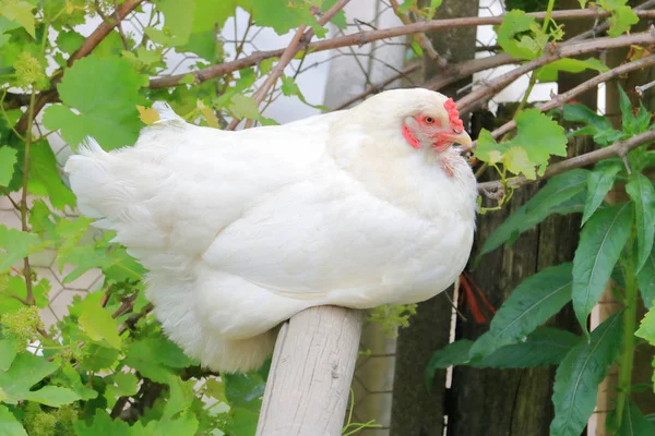 Profilnézet Bezárása Rhode Island Fehér Csirke Aki Megtalálta Kényelmes Helyet — Stock Fotó