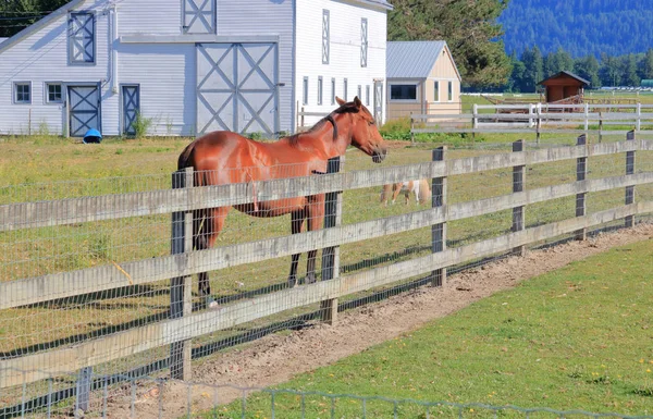 牧草地に立つ栗色のハックニー馬のフル ワイドプロファイルビュー — ストック写真