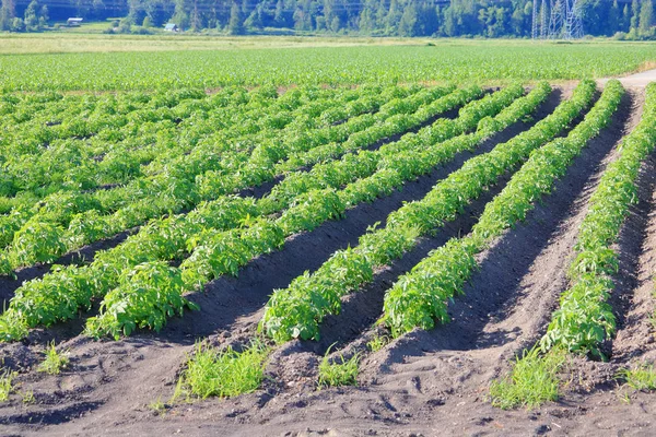 Acres Green Tomato Plant Bushes Growing Industrial Field Grows Vegetable — Stock Photo, Image