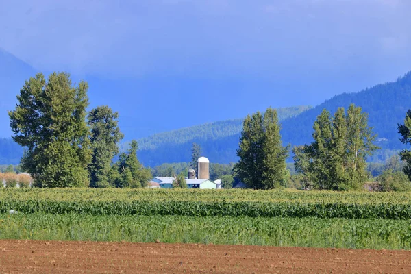 Paesaggio Vista Campo Agricolo Primaverile Mais Con Fienile Silo Sullo — Foto Stock