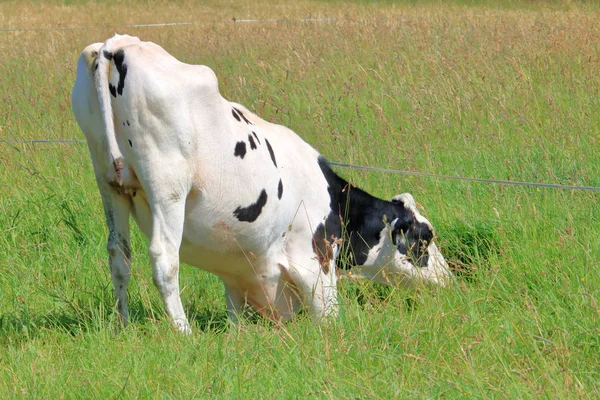 Convinced that the grass is greener on the other side of the electric fence, a Holstein-Friesian dairy cow does a deep knee bend to reach the untouched blades without getting shocked.