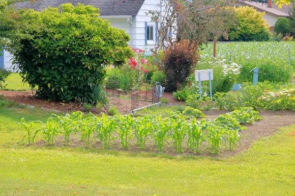 Quaint Little Home Garden Small Variety Vegetables Raised Including Corn — Stock Photo, Image