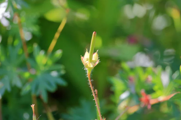 Perto Visão Detalhada Tronco Flor Selvagem Crescendo Entre Vegetação Iluminada — Fotografia de Stock