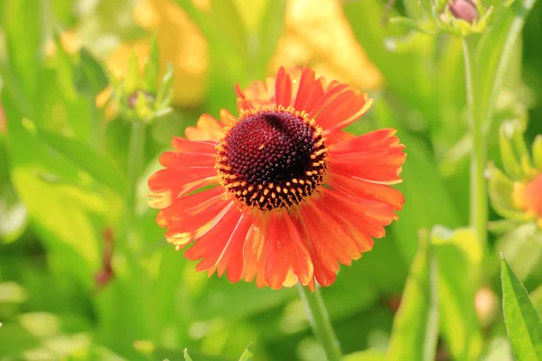 庭で育つコアオプシスやダニシードの花と小鳥の人気植物の近く 詳細なビュー — ストック写真