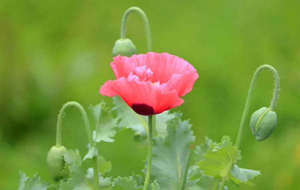 Close Profile View Single Pink Poppy Blossom Spring Months — Stock Photo, Image