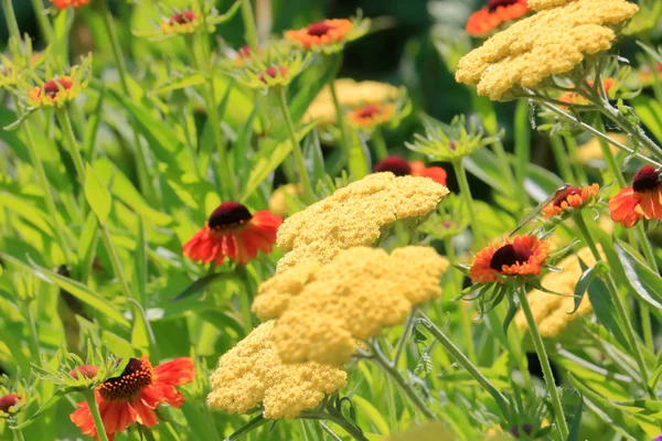 Nært Utsyn Til Blomsterhage Blandet Med Gule Hjemmebrentpiler Røde Pyser – stockfoto